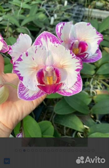 Орхидея Phal. Champion Lightning