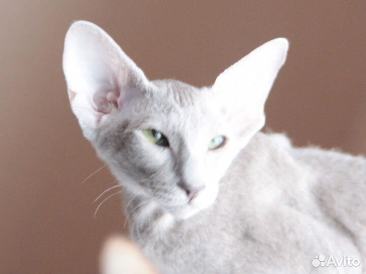 Петерболд девочка