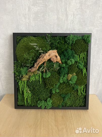 Фитокартина из стабилизированных мха и растений