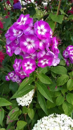 Флоксы, хризантемы, манарда, рудбекия, цветы