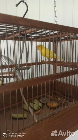 Семейство кеноров