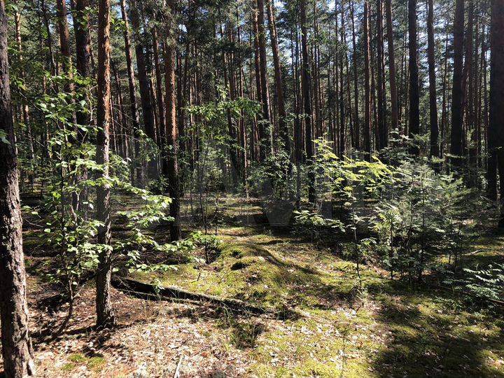 Участок 1,65 га (ИЖС)