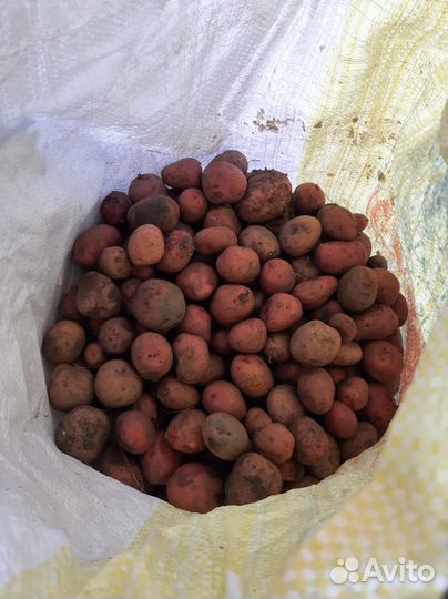 Продам мелкий картофель