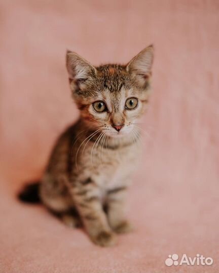 Рыся котенок кошка в дар