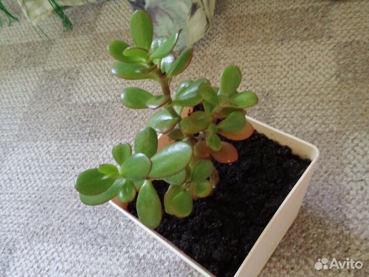 Крассула (денежное дерево) растение