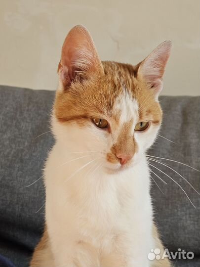 Кот ищет дом