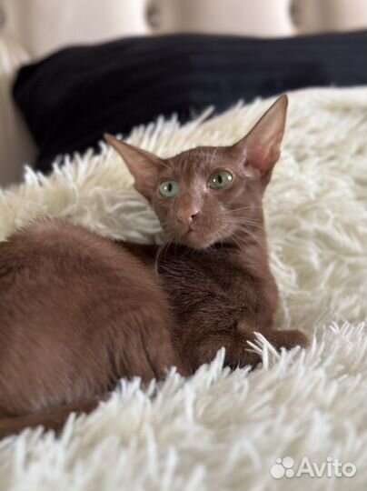 Ориентальная