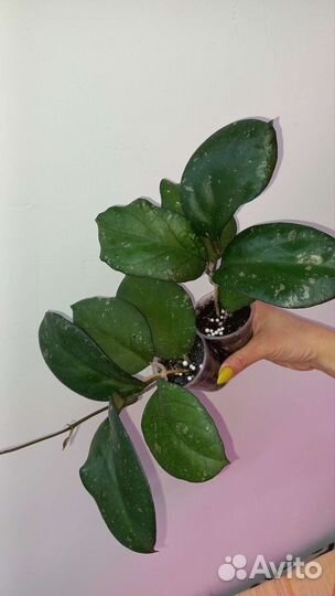 Хойя Виллоза,Патриция, Приктай