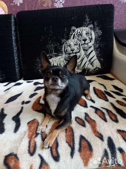 Вязка чихуахуа кобель