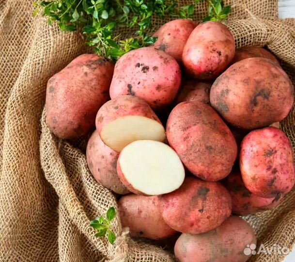 Любава картофель