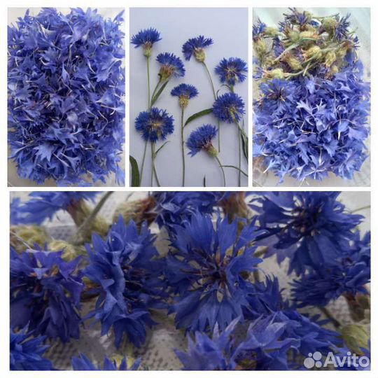 Сухоцветы. Василек