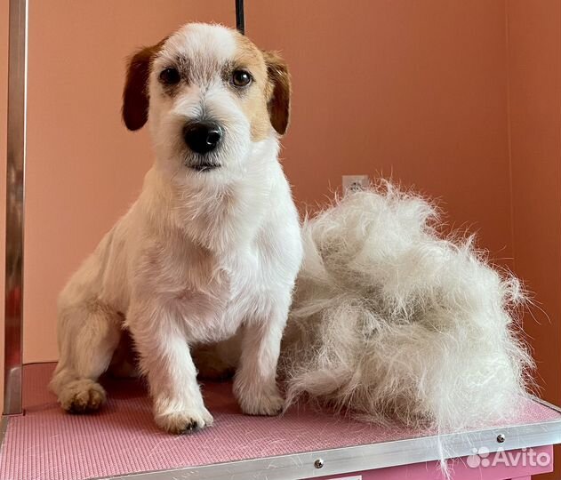 Груминг - стрижка и уход (собаки до 10 кг)