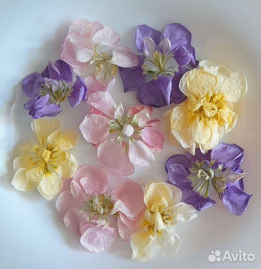 Маттиола сухоцветы объемные для творчества