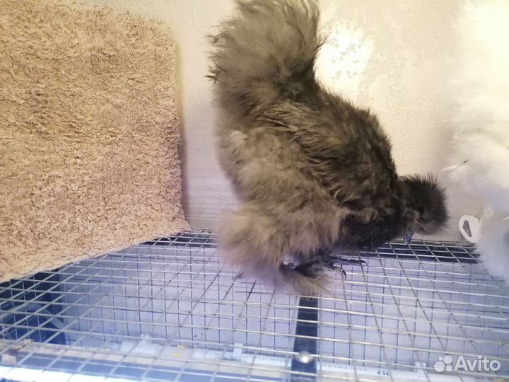 Петушки молодые китайские шелковые