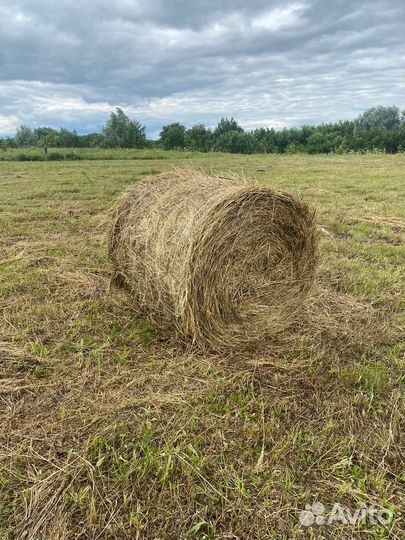 Сено люцерны в рулонах