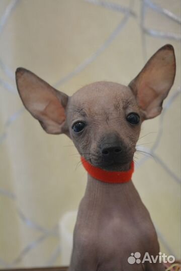 Маленькая королева мексиканской голой мини