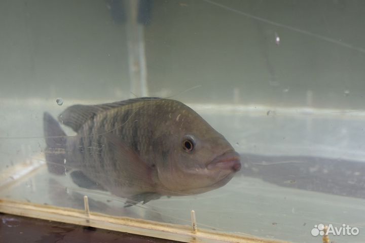 Африканский Окунь (Тиляпия) малек