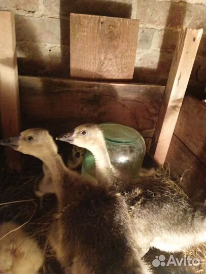 Гусята подрощенные