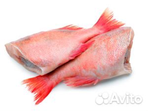 Окунь бг красный морской
