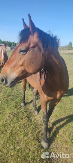 Полукровная лошадь