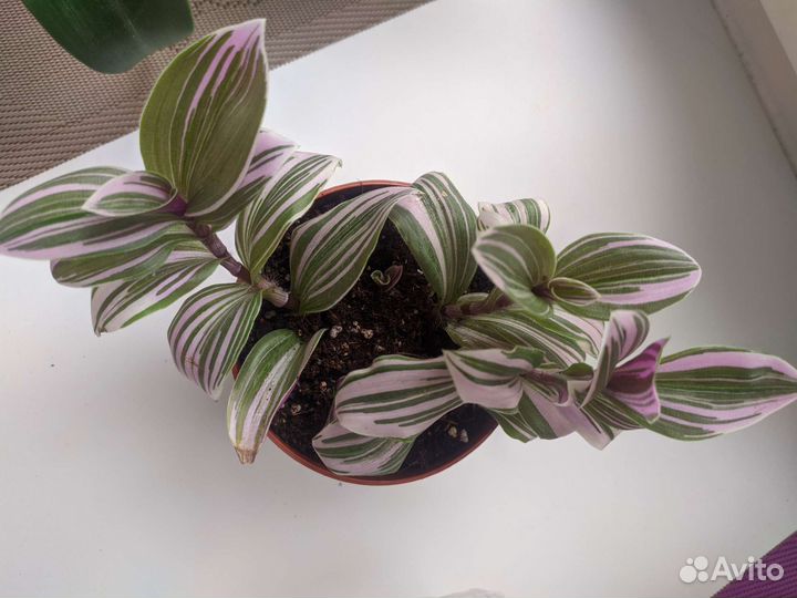 Традесканция Квадриколор. Розовый Холм