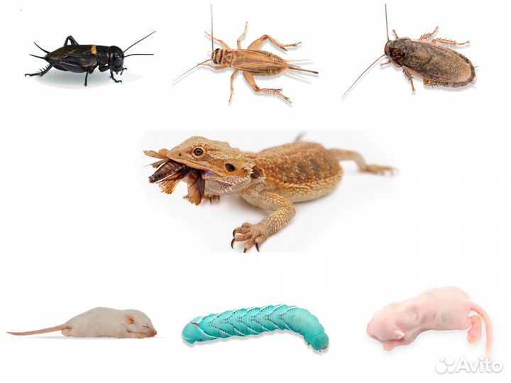 Живой корм для рептилий
