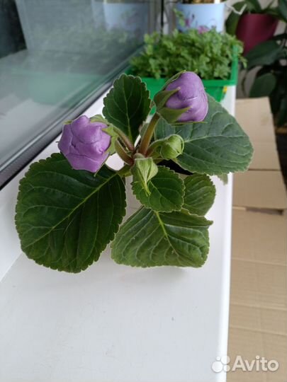 Глоксиния махровая