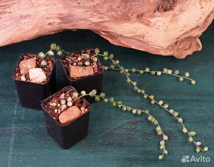 Суккуленты эхеверии