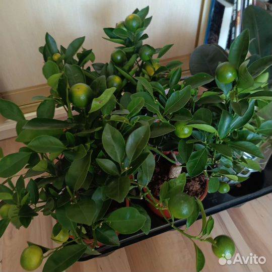 Мандариновое дерево с плодами