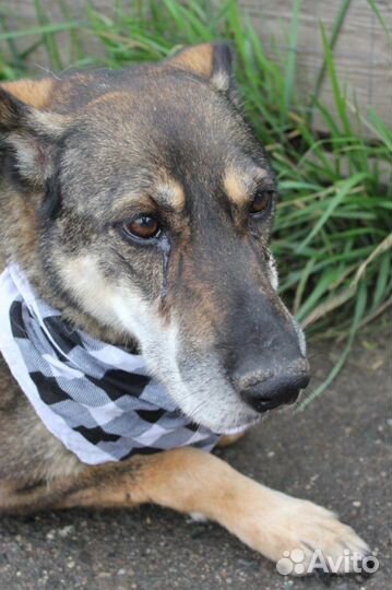 Собака в добрые руки, Барс