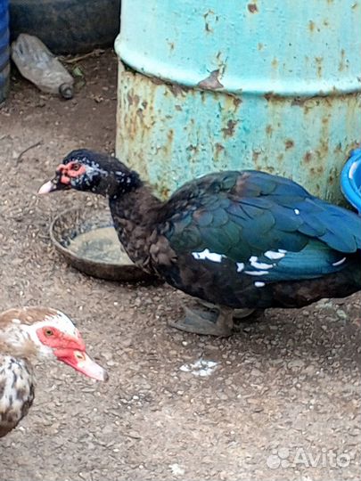 Селезень индоутки