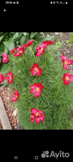 Лук декоративный