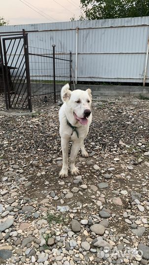 Среднеазиатская овчарка алабай