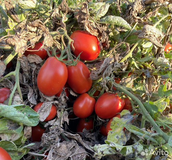 Помидор
