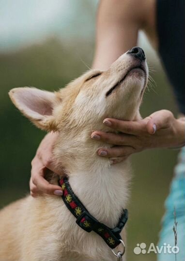 Щенок в добрые руки
