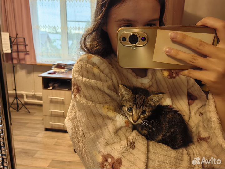 Котенок мальчик