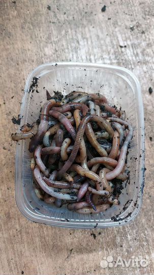 Черви красные и дендробена