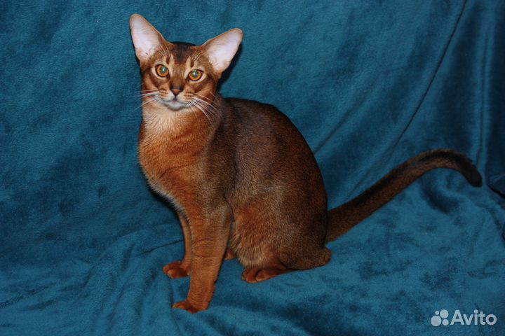Абиссинский котик