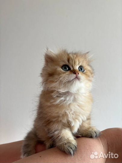 Британские котята, мальчик
