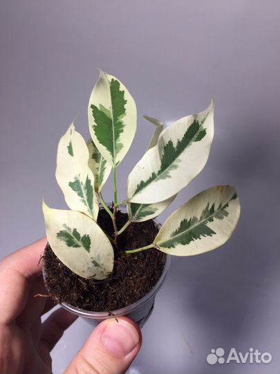 Фикусы разных сортов