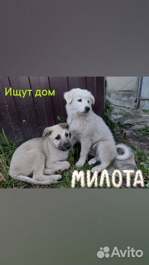 Отдам щенков в добрые руки бесплатно