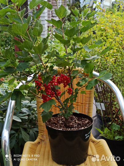 Саженцы плодовые