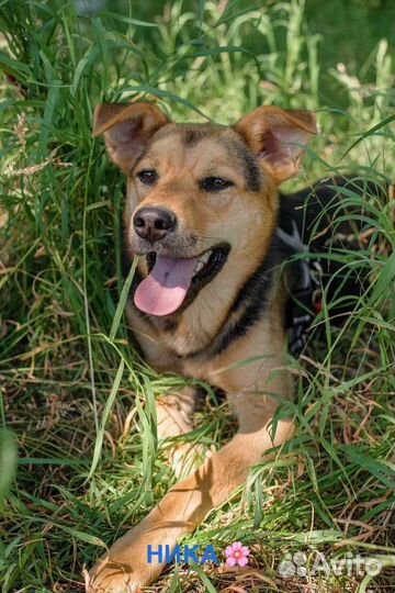 Собака в добрые руки