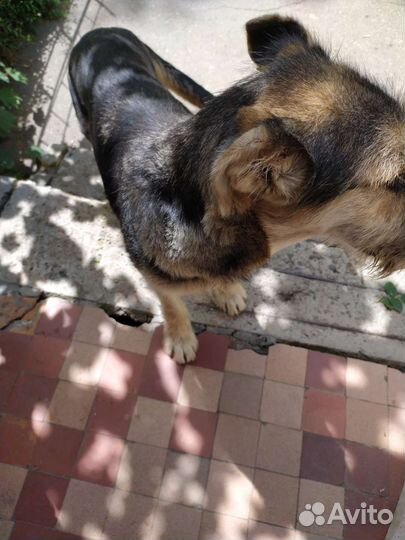 Фокстерьер дружелюбный, метис