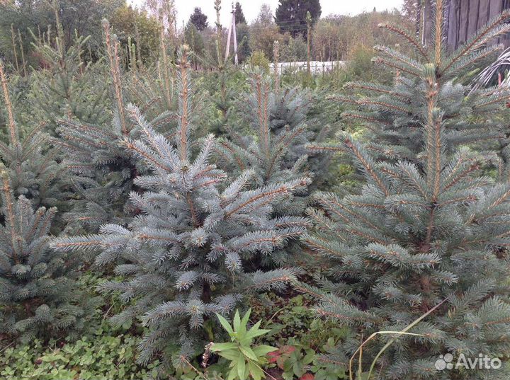 Саженцы ель голубая глаука и ели сибирская