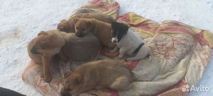 Верный друг