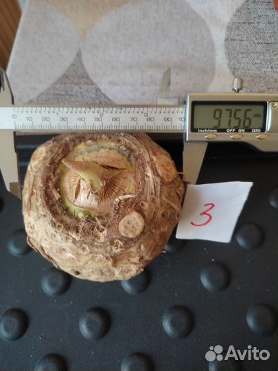 Сауроматум гутатум (пятнистый)