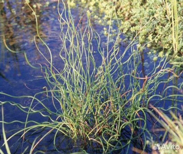 Растения для пруда и прибрежной зоны