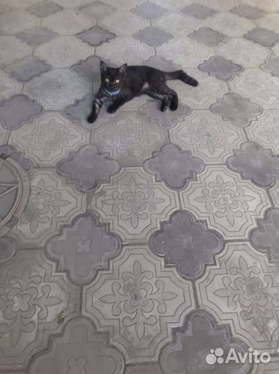 Черная британская девочка, бесплатно