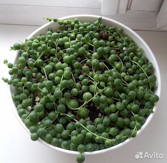 Ампельные растения